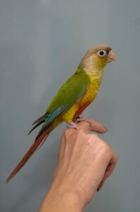 Папужки Пірура різні окраси - для навчання розмові, ручні пташенята