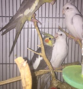 Папуга з чубчиком - Корела - ручні пташенята