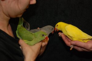 Жовтий сонячний папуга, яскравий ожереловий папуга, ручні папуги