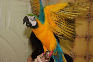 Жовто-блакитний папуга Ара, ручні синьо-жовті Ара пташенята