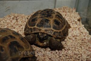 Сухопутна травоїдна черепаха, різні розміри, не кусаються