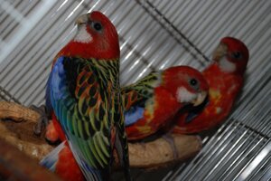 Папуга Розелла, Строката розелла пташенята малюки