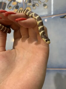Каліфорнійська королівська змія - ручні змії для дітей і дорослих