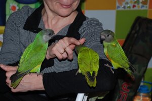 Говорящі ручні середні папуги - кращий вибір для дітей