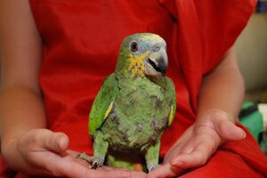 Попугай Амазон родом з Венесуели, домашні ручні пташенята