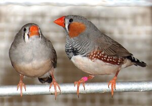 Зеброві амадіни - розумні, маленькі, красиві, веселі, активні, дружелюбні пташки