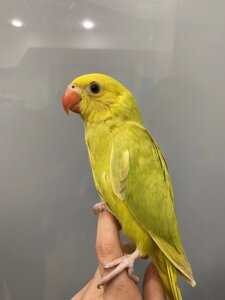 Жовто-салатові намистові папуга викормиші