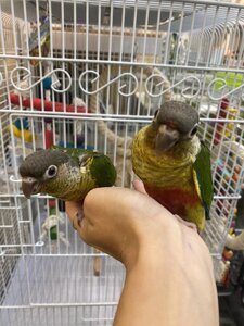 Папуга пірура, пташенята ручні різнокольорові