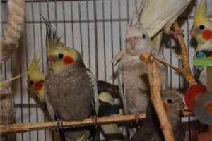 Папуга Корела Nymphicus hollandicus - пташенята різного віку