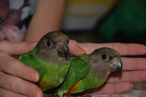 Сенегальський папуга малюки-пташенята в сім'ю
