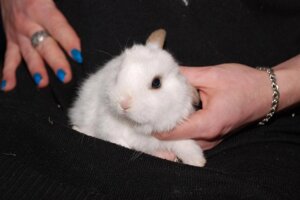 Маленький пухнастий кролик – найкращий подарунок для коханих на день Валентина