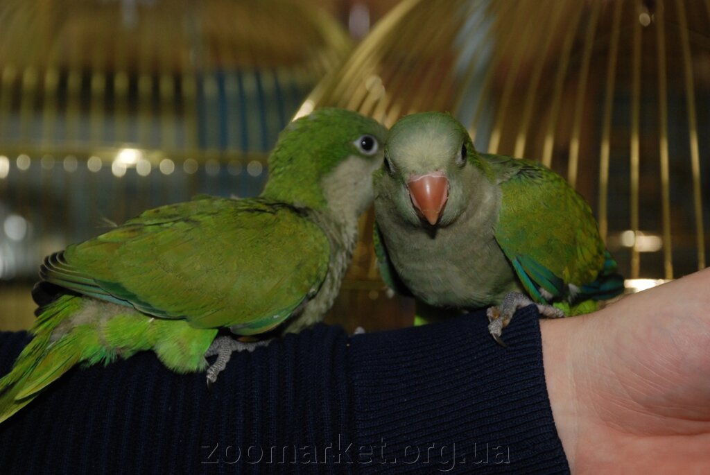 Чарівні ручні папужки Зелені Калита Монах - опис