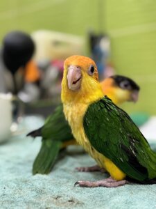 Каїк оранжевоголовий, каїк помаранчевоголовий ручні говорящі папуги