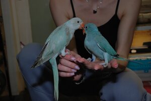 Папужка Ожереловий блакитний та синій ручний папуга