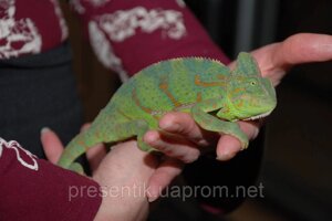 Йеменський Хамелеон. Яскраві підростаючі ручні ящірки та малюки