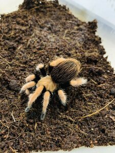 Павук птахоїд Aphonopelma bicoloratum Афонопельма Біколоратум від 5 см по тілу самки