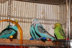 Яскраві різнокольорові папужки для розмови Виставковий чех