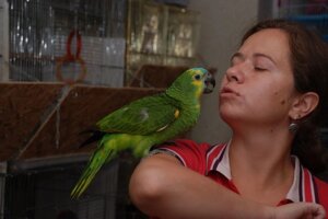 Говорящий великий найрозумніший папуга Амазон