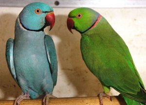 Намистовий папуга, папуги різних кольорів