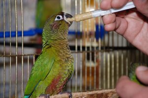 Папужки Піррура Бурощокий - для навчання говорити