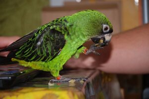 Конголезький ручний папуга годованець