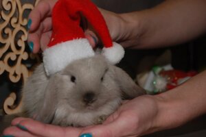 Святкові новорічні карликові кролики різних порід