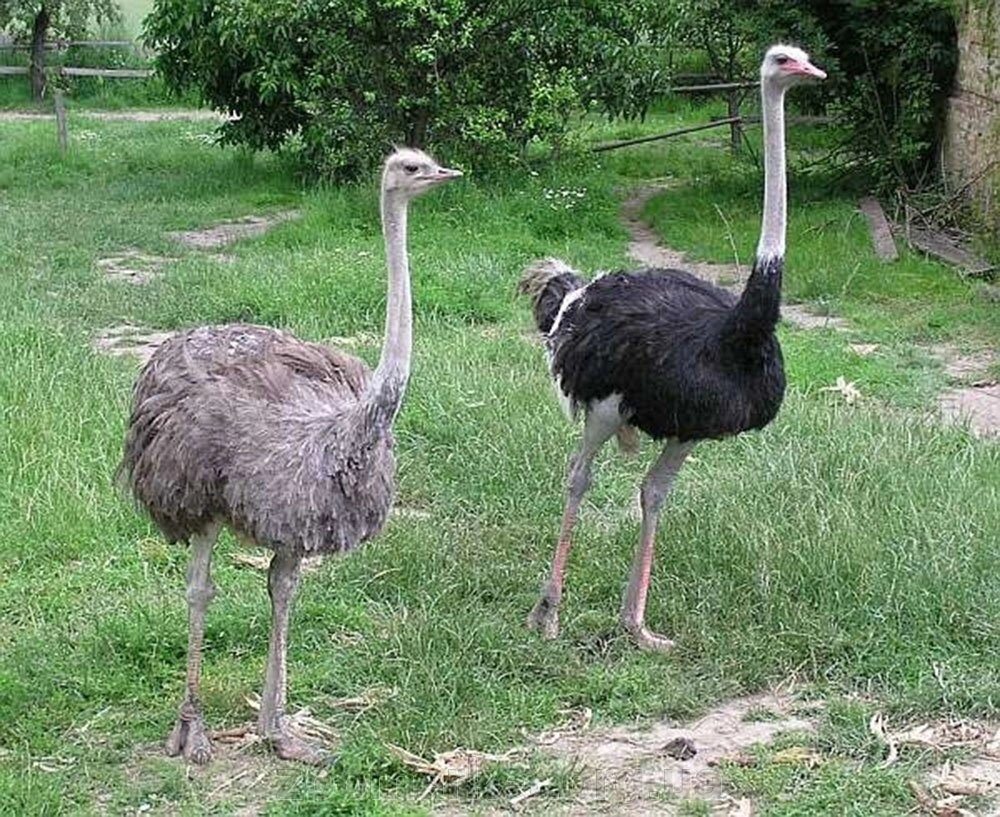 Пара африканських страусів, власне розведення - опт