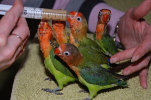 Папуга нерозлучник Фішера або оранжевоголовий нерозлучник, ручні пташенята годованці