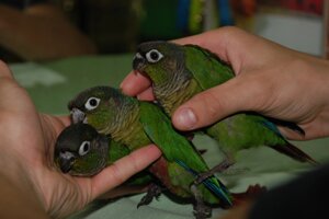Продається Пірруровий папуга - Піррура папуга бурощокий