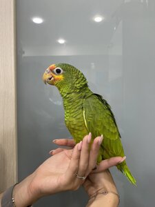 Великий зелений папуга - Червонолобий Амазон