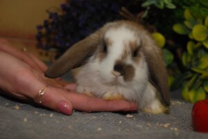 Продаються ручні декоративні карликові кролики