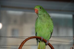 Зелений ожереловий папуга