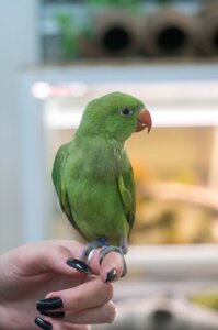 Зелений намистовий папуга - ручний лагідний лапуля