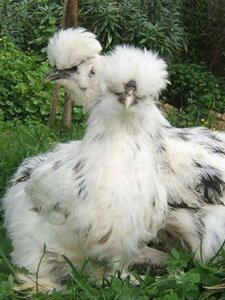 Пухові кури окраса долматін - пара