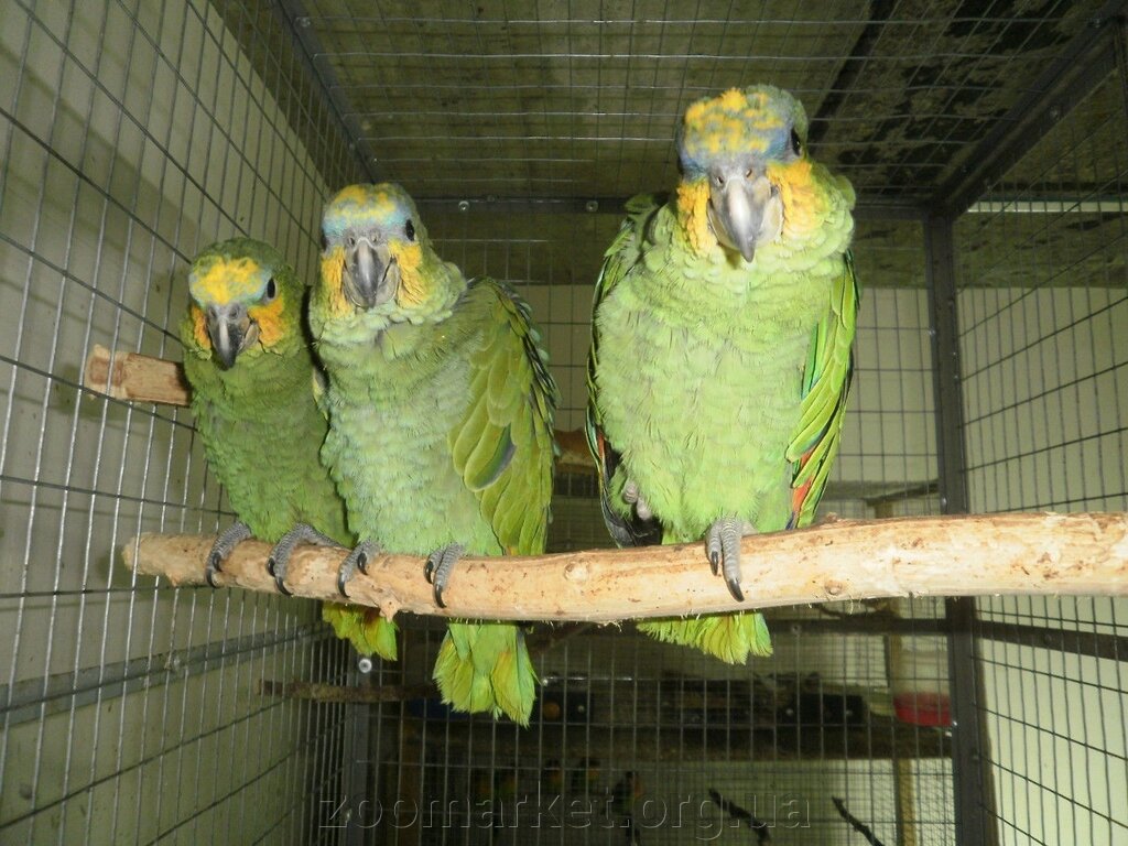 Ручний папуга Амазон Венесуельський. Ручне пташеня Амазону від компанії Універсальний магазин - фото 1