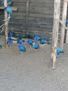 Султанська курка або султанка Пари. Неймовірно красива і яскрава пташка