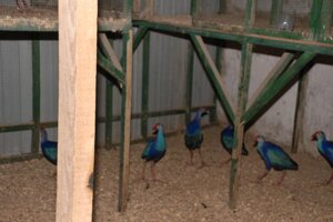 Водяна або болотна курка Очеретниця