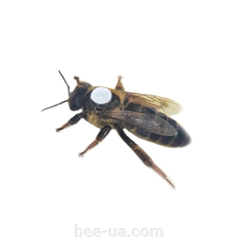 Матка "Карніка" (плідна) тип "Тройзек Целлє" (Carnica Troiseck Celle) від компанії Українська Бджілка - фото 1