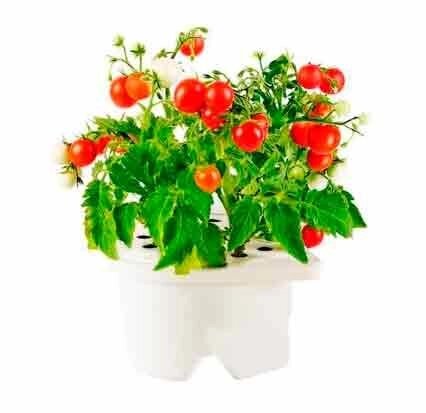 Картридж міні томати Click and Grow Smart Pot C &amp; GR5EN - опис