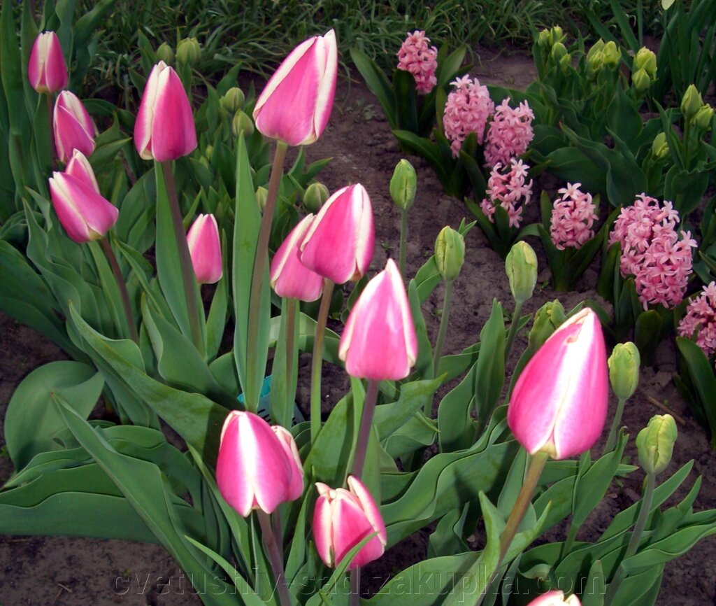 А 2 Тюльпани, середні цибулини, набір з 10 соротов по 10 шт кожного від компанії Квітучій сад у Великих Сорочинцях - фото 1