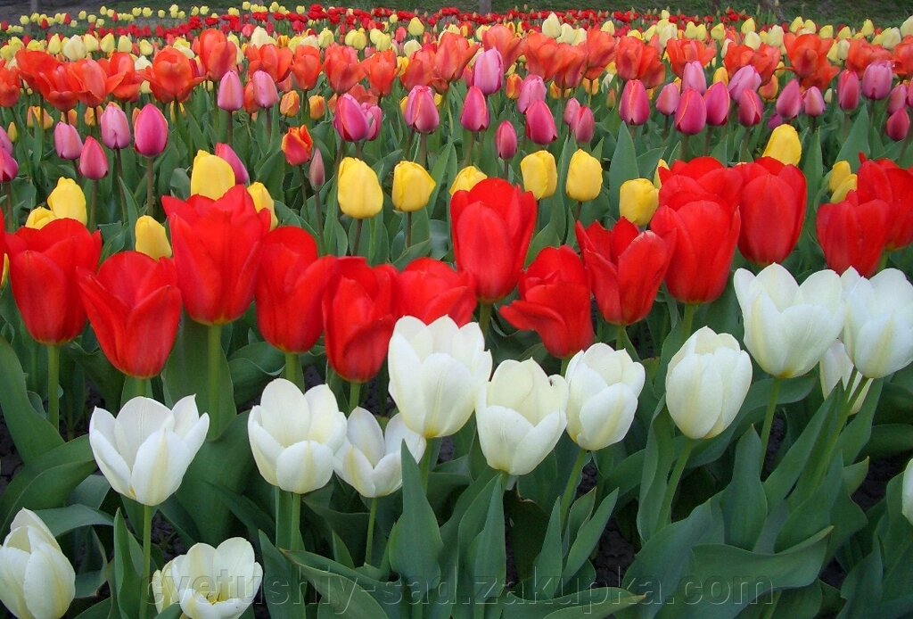 А 3 Тюльпани, великі цибулини, набір з 5 соротів по 10 шт кожного (50 шт) від компанії Квітучій сад у Великих Сорочинцях - фото 1