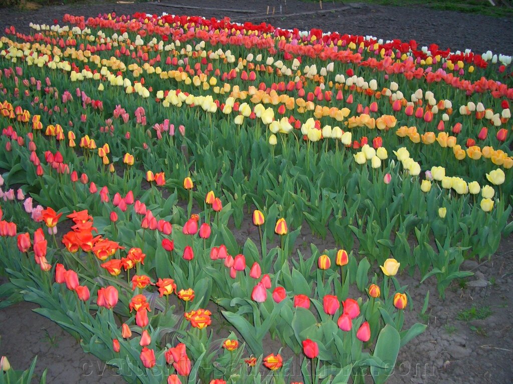 А 4 Тюльпани, великі дітки 10 соротів по 10 шт кожного з назвами від компанії Квітучій сад у Великих Сорочинцях - фото 1
