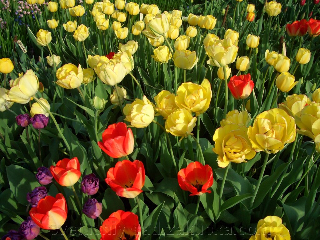 А 5Тюльпани, дрібні дітки 10 соротів по 10 шт кожного з назвами від компанії Квітучій сад у Великих Сорочинцях - фото 1