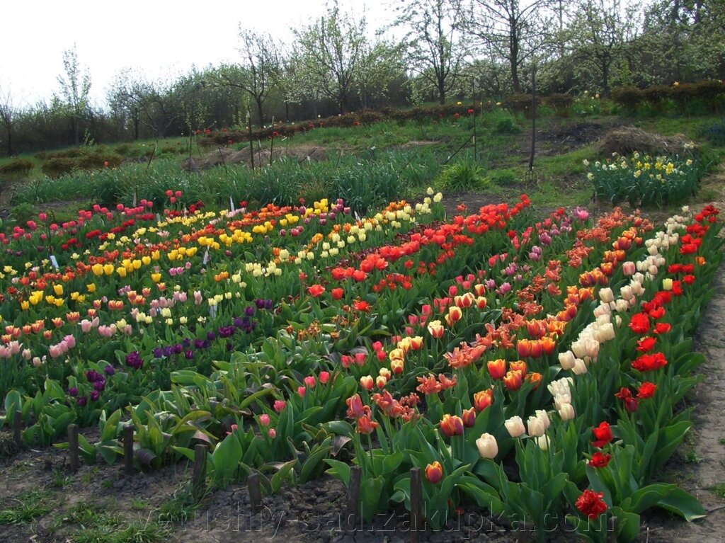 А 6 Тюльпани,  суміш сортів великих діток 100 шт від компанії Квітучій сад у Великих Сорочинцях - фото 1