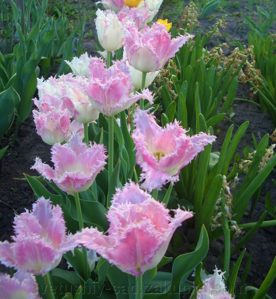 А 7 Тюльпани, суміш сортів не великих діток від компанії Квітучій сад у Великих Сорочинцях - фото 1