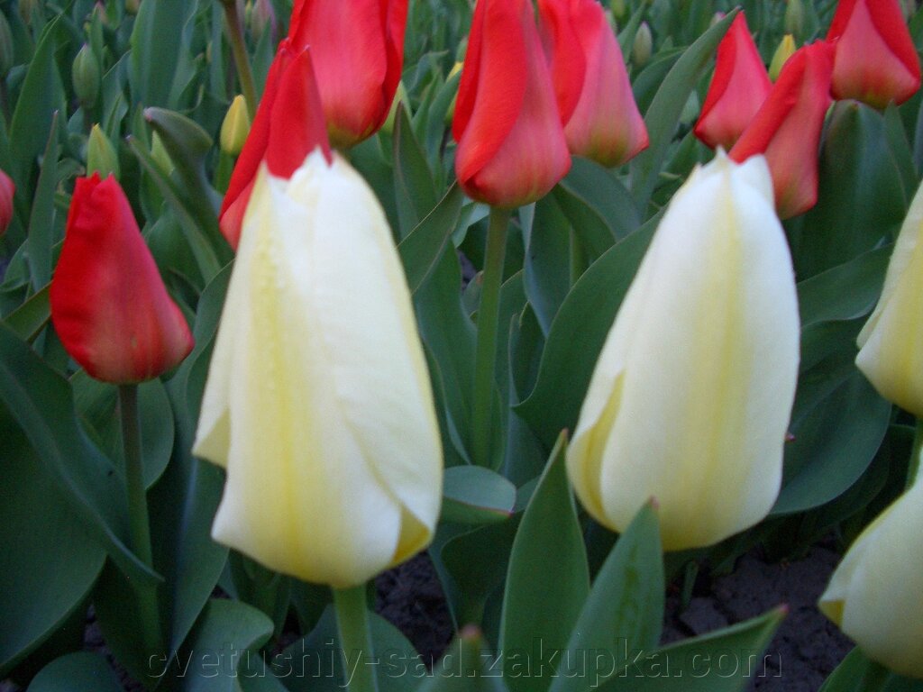 А 8 Тюльпани, суміш сортів не великі цибулини 100 шт від компанії Квітучій сад у Великих Сорочинцях - фото 1