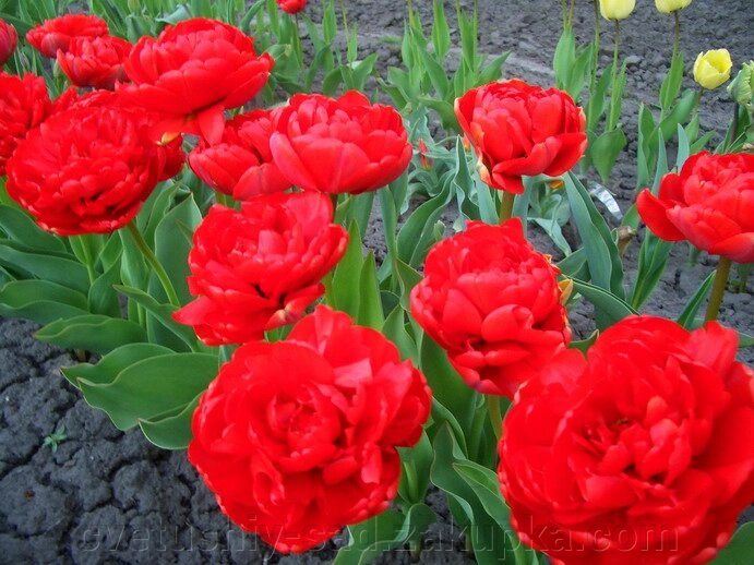 А 9 Тюльпани, суміш сортів великі цибулини 20 шт (висилаю зараз) від компанії Квітучій сад у Великих Сорочинцях - фото 1