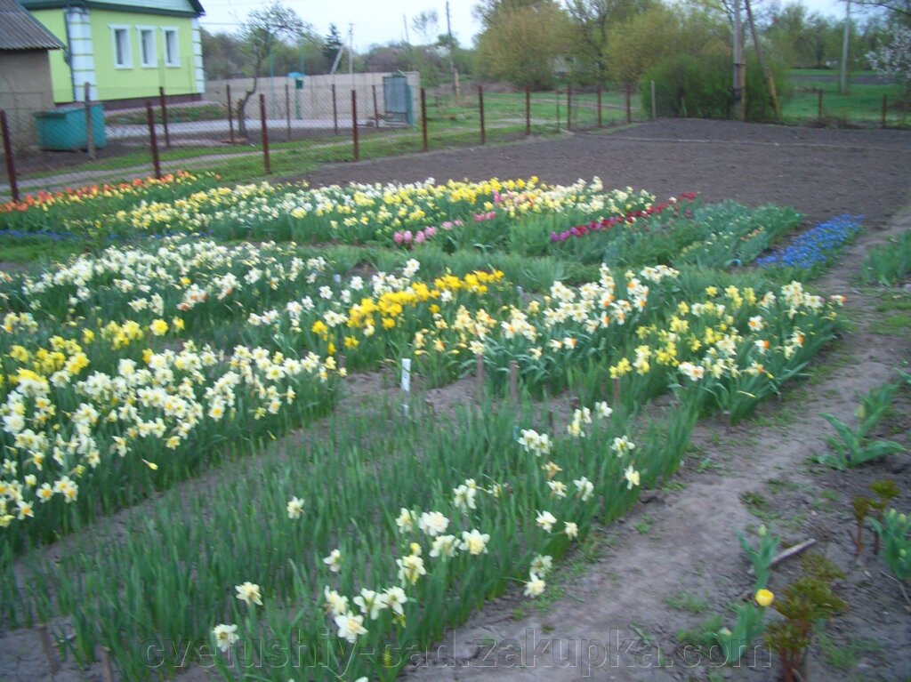 А Нарциси набір 10 різних сортів  великиі цибулини від компанії Квітучій сад у Великих Сорочинцях - фото 1