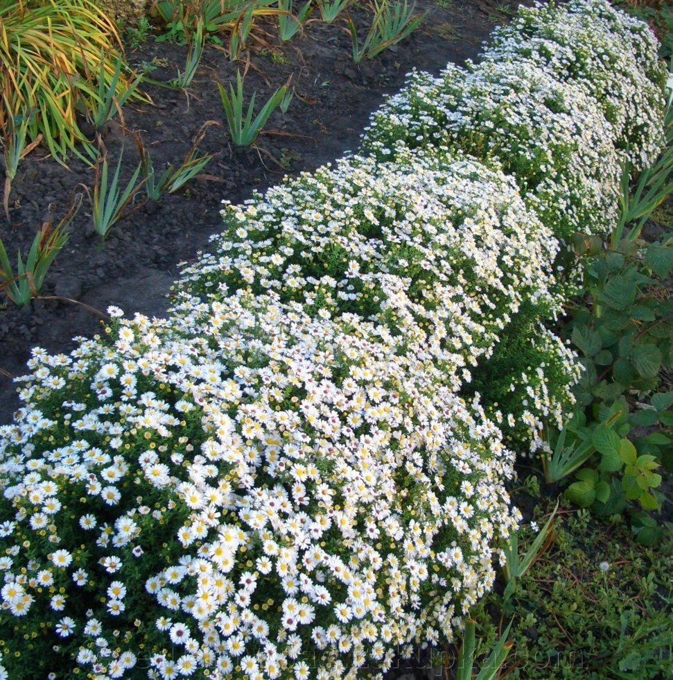 Астра багаторічна біла №1 кущ не великий від компанії Квітучій сад у Великих Сорочинцях - фото 1