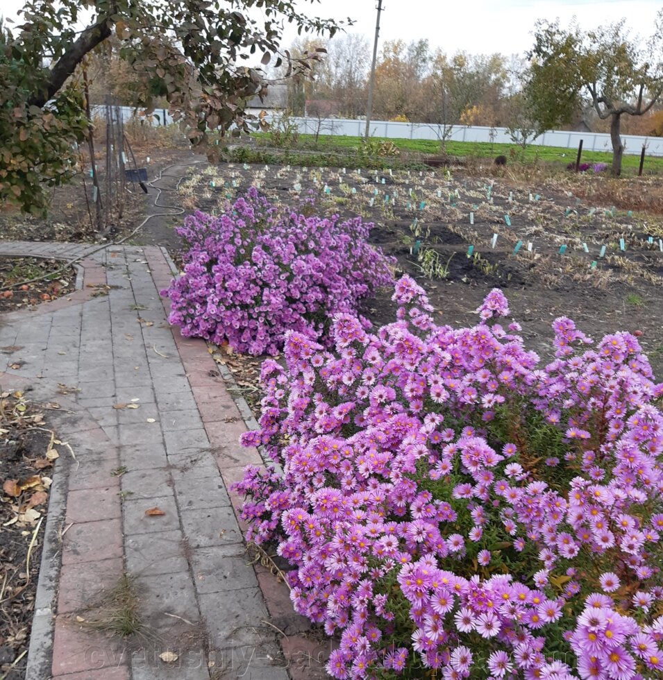 Айстра багаторічна рожева до 70 см кущ не великий від компанії Квітучій сад у Великих Сорочинцях - фото 1